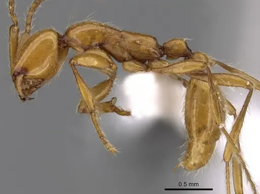 Aenictus arabicus specimen