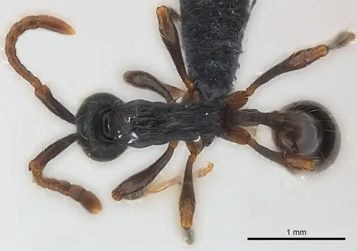 Aenictus aratus specimen