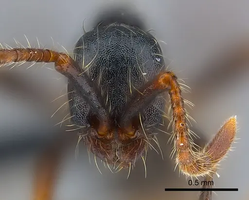 Aenictus aratus specimen