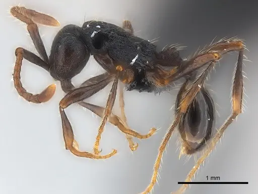 Aenictus aratus specimen
