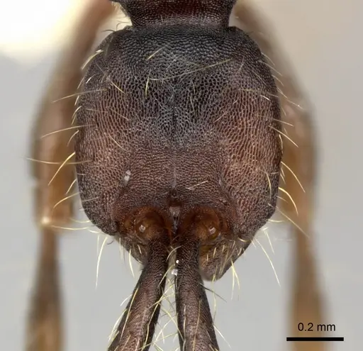 Aenictus aratus - CASENT0249277