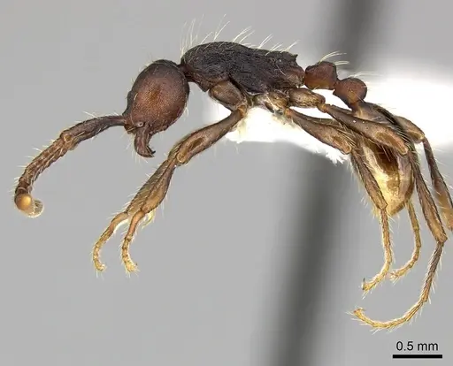 Aenictus aratus - CASENT0249277