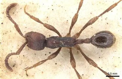 Aenictus aratus - CASENT0902672