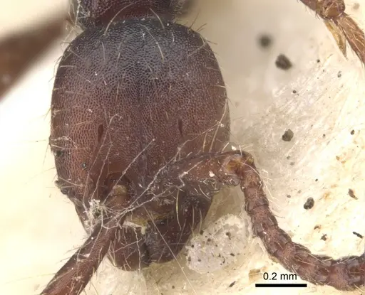 Aenictus aratus - CASENT0902672