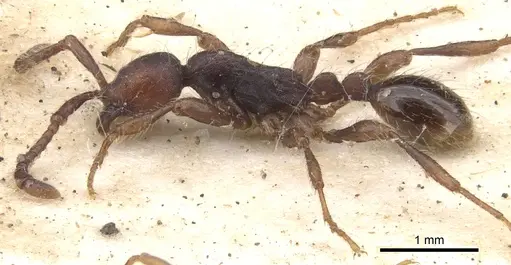 Aenictus aratus - CASENT0902672