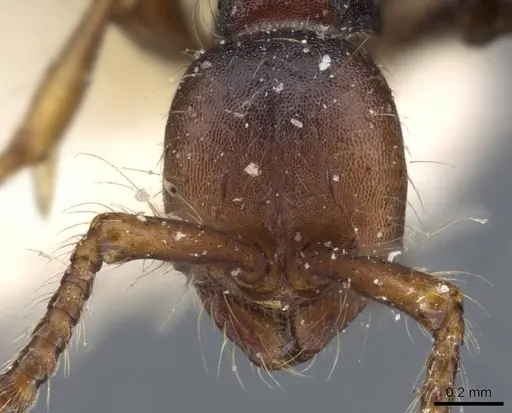 Aenictus aratus - CASENT0905985