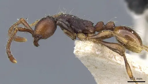 Aenictus aratus - CASENT0905985