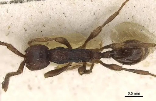 Aenictus aratus - CASENT0922456