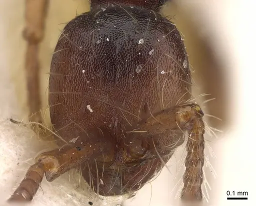 Aenictus aratus - CASENT0922456