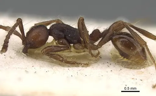 Aenictus aratus - CASENT0922456