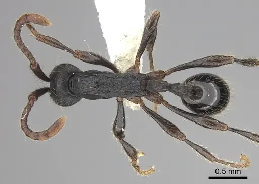 Aenictus aratus - JTLC000008745