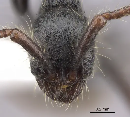 Aenictus aratus - JTLC000008745