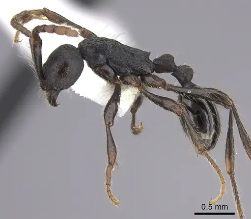 Aenictus aratus - JTLC000008745