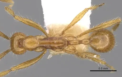 Aenictus artipus specimen