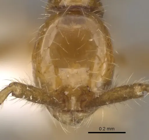Aenictus artipus specimen