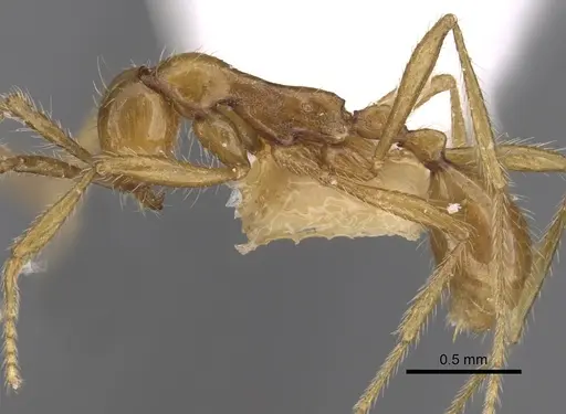 Aenictus artipus specimen