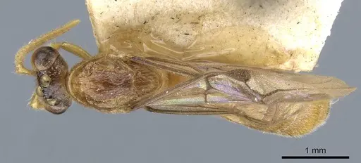 Aenictus arya specimen