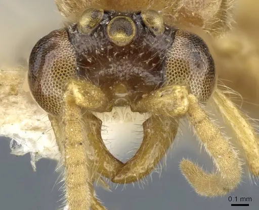 Aenictus arya specimen
