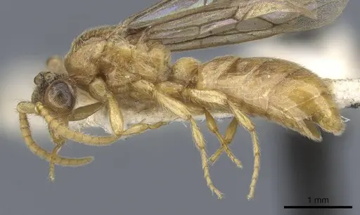 Aenictus arya specimen