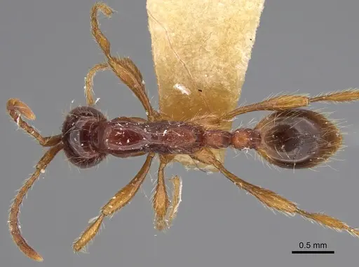 Aenictus asantei specimen