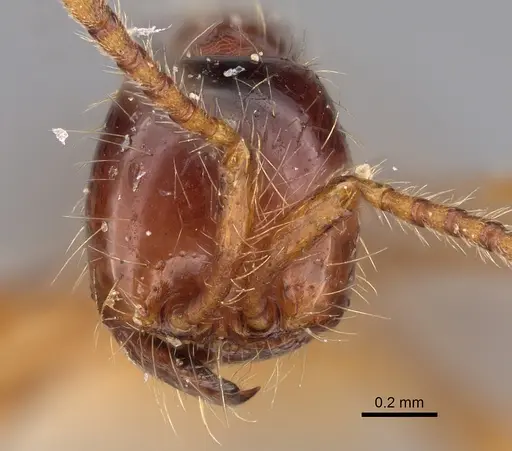 Aenictus asantei specimen