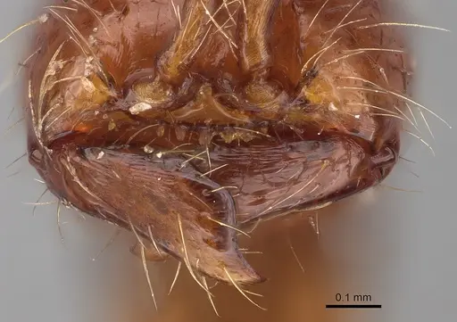 Aenictus asantei specimen