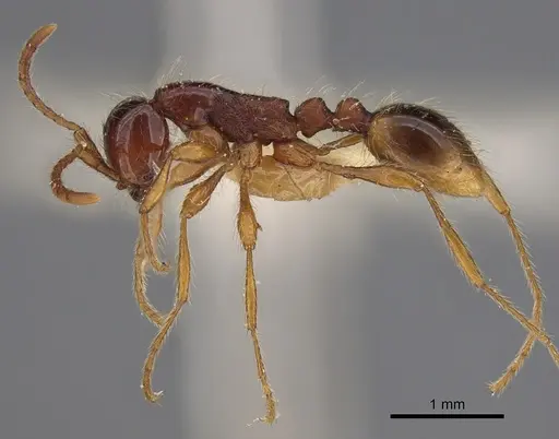 Aenictus asantei - NHMUK012849241