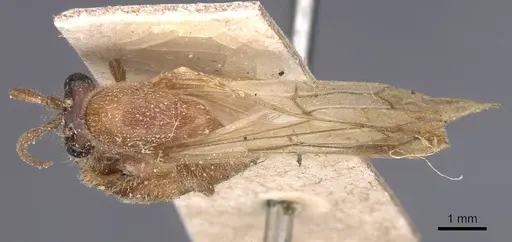 Aenictus asperivalvus specimen