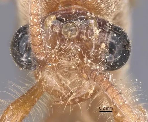 Aenictus asperivalvus specimen