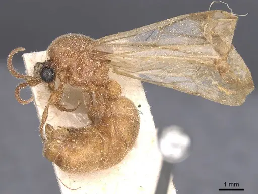 Aenictus asperivalvus specimen