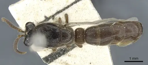 Aenictus bayoni specimen