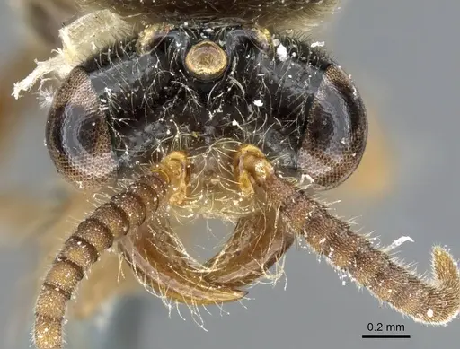 Aenictus bayoni specimen