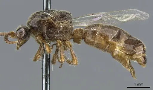 Aenictus bayoni specimen