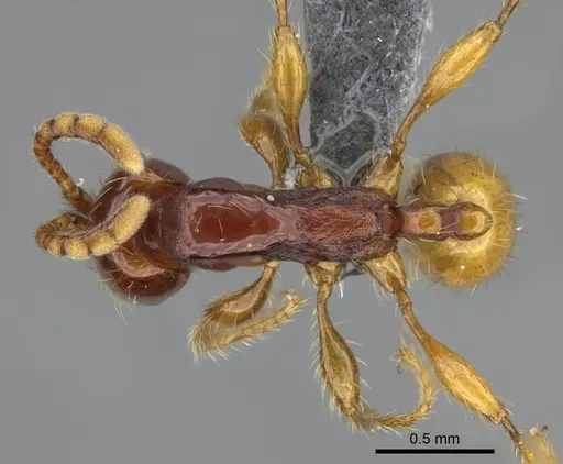 Aenictus bidentatus specimen