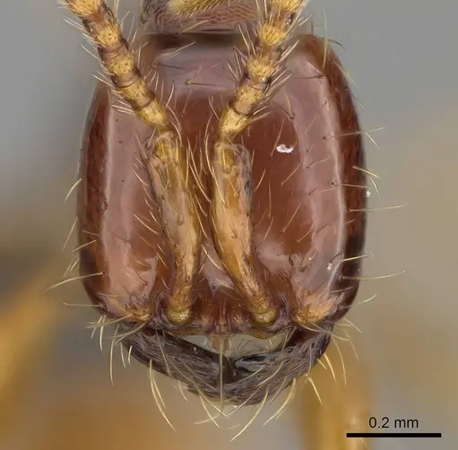Aenictus bidentatus specimen