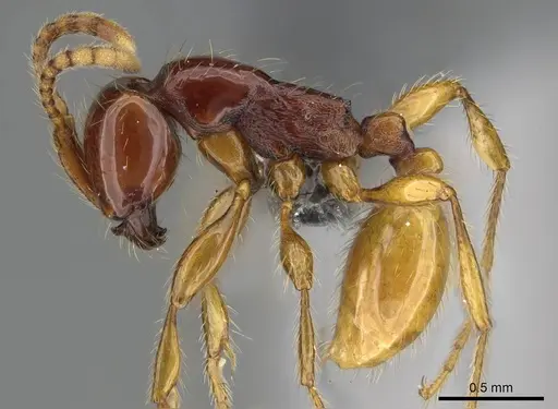 Aenictus bidentatus specimen