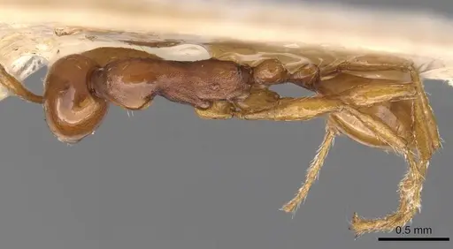 Aenictus biroi specimen