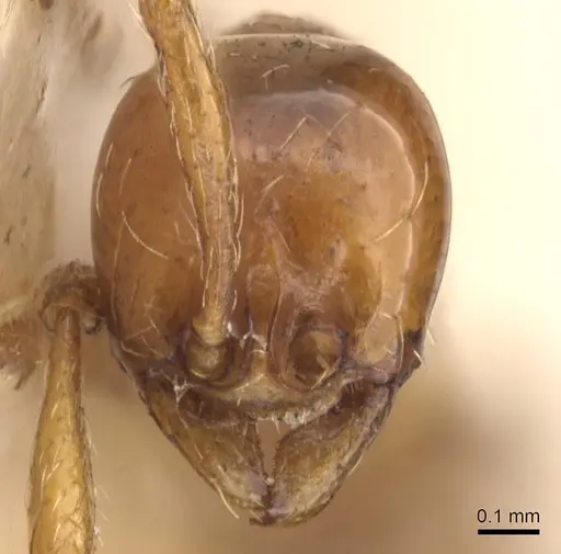 Aenictus biroi specimen