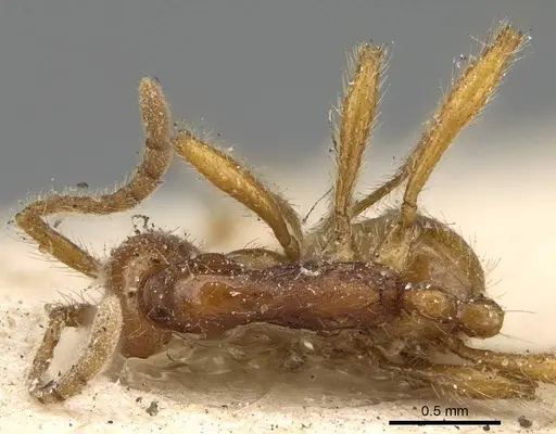 Aenictus biroi - CASENT0922454