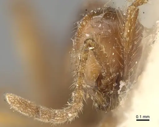 Aenictus biroi - CASENT0922454