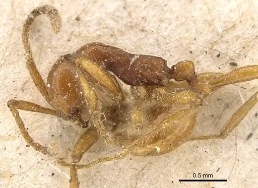 Aenictus biroi - CASENT0922454