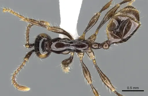 Aenictus bodongjaya specimen