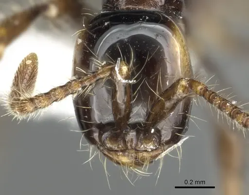Aenictus bodongjaya specimen