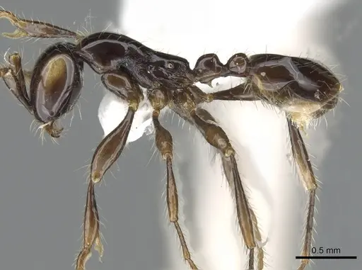 Aenictus bodongjaya specimen