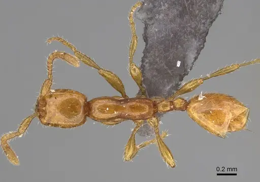 Aenictus boltoni specimen