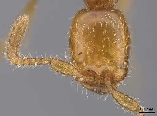 Aenictus boltoni specimen