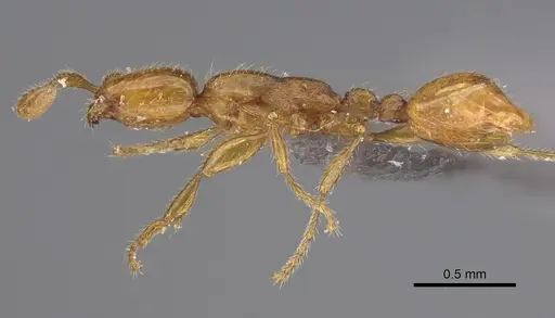 Aenictus boltoni specimen