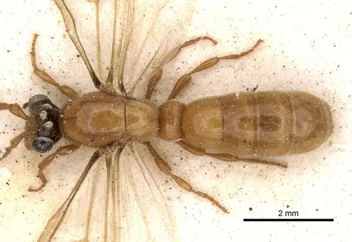 Aenictus bottegoi specimen