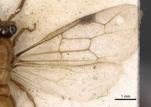 Aenictus bottegoi specimen