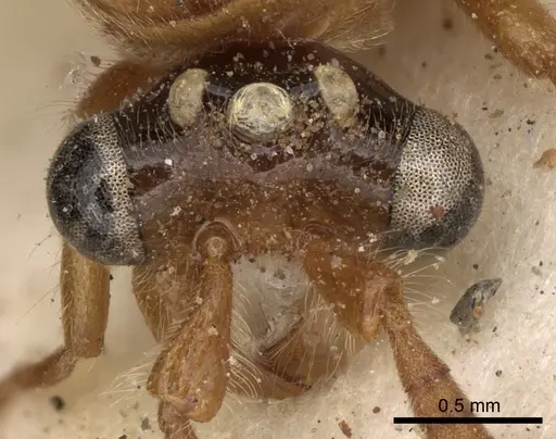 Aenictus bottegoi specimen